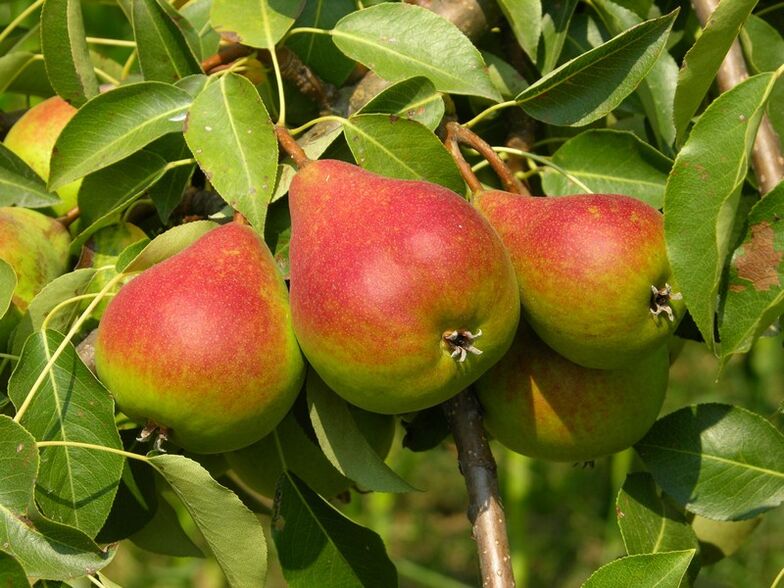 pear for the treatment of osteochondrosis